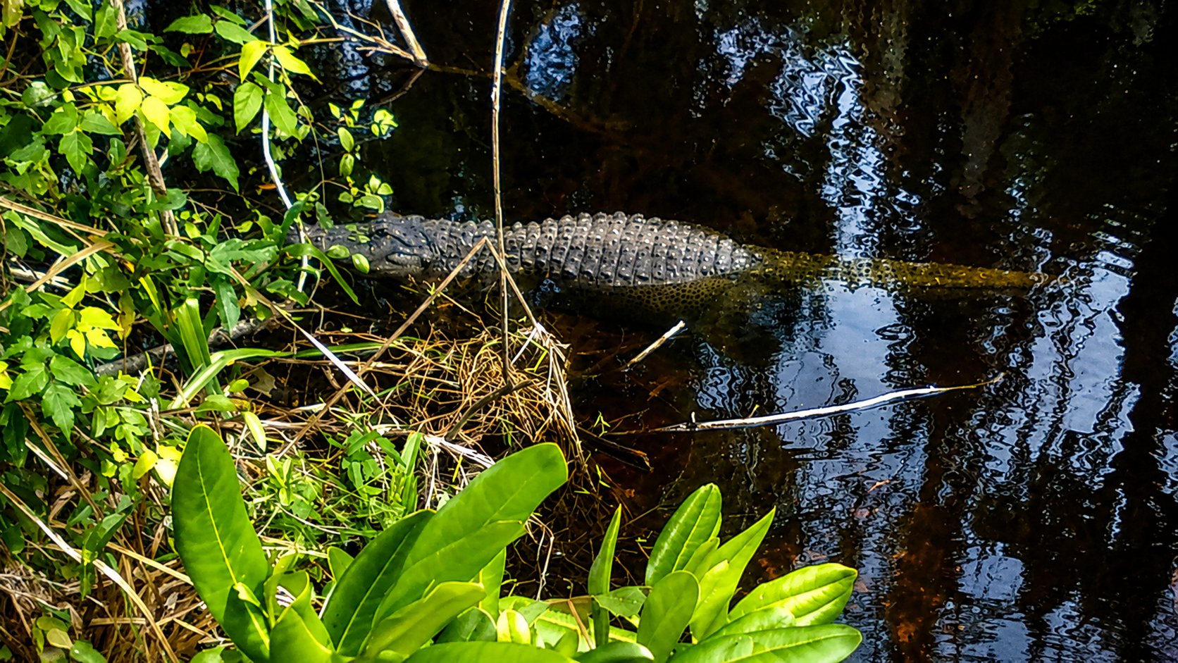 Alligators Orchids Kayak Tour