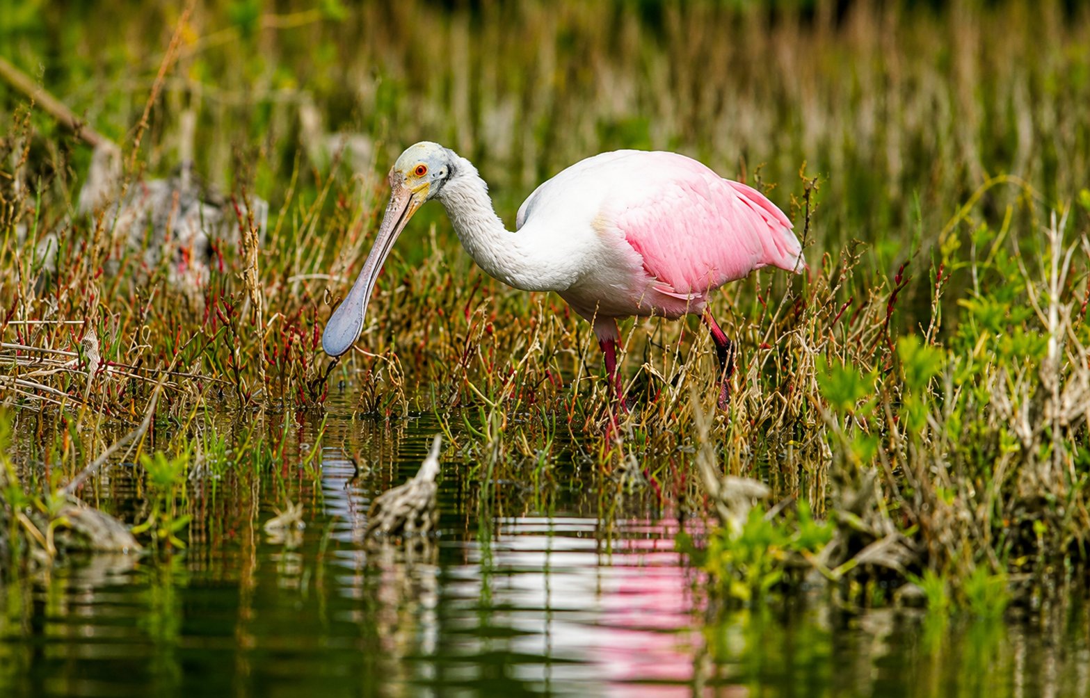 Roseate Spoonbill